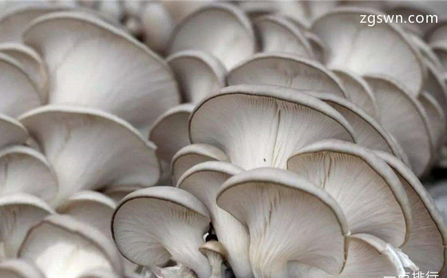 蘑菇的种类有哪些 盘点十种常见可食用蘑菇