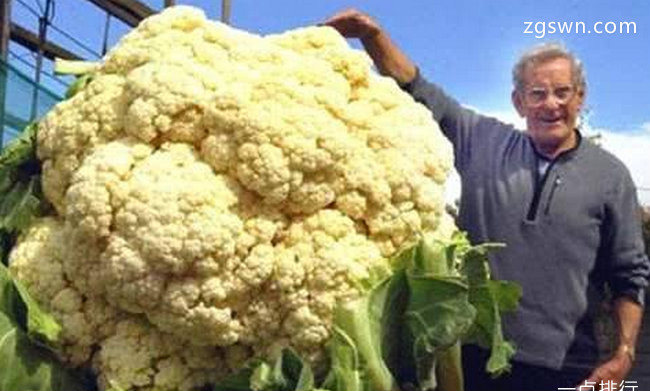 世界上最大的花菜