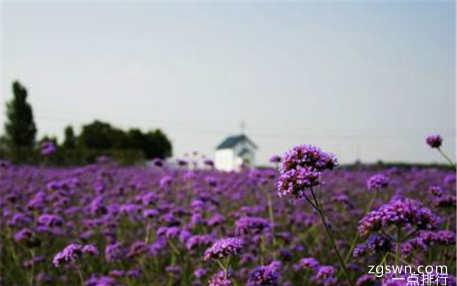 济南紫缘香草园