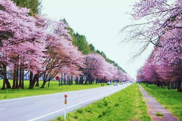 北海道的樱花几月开 2019北海道樱花花期