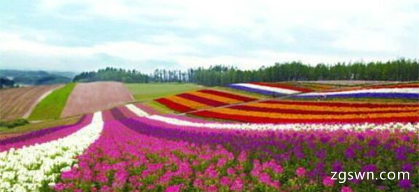 世界最著名的十大花海 普罗旺斯薰衣草园一定要去